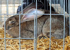 Agromalim 2015 animale de rasa 0015