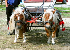 Agromalim 2015 animale de rasa 0016