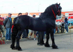 Agromalim 2015 animale de rasa 0017