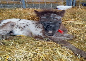 Agromalim 2015 animale de rasa 0019