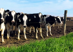 Parlamentul European: Pachetul de ajutor de 500 mil de euro nu este suficient