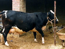 Diagnosticarea “Bolii limbii albastre”(Bluetongue) in 10 exploatatii non-comerciale din judetul Botosani