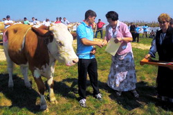 Expozitie locala de taurine din rasa Baltata Romaneasca la Sarmasu, jud. Mures