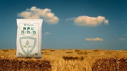 Fertilizarea de toamna a graului