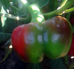 Calitatea ardeiului rosu (ardei gras, ardei gogosar, ardei capia)