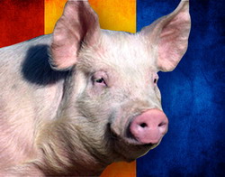 Cresterea efectivelor de porcine cu 3.1% fata de 2014