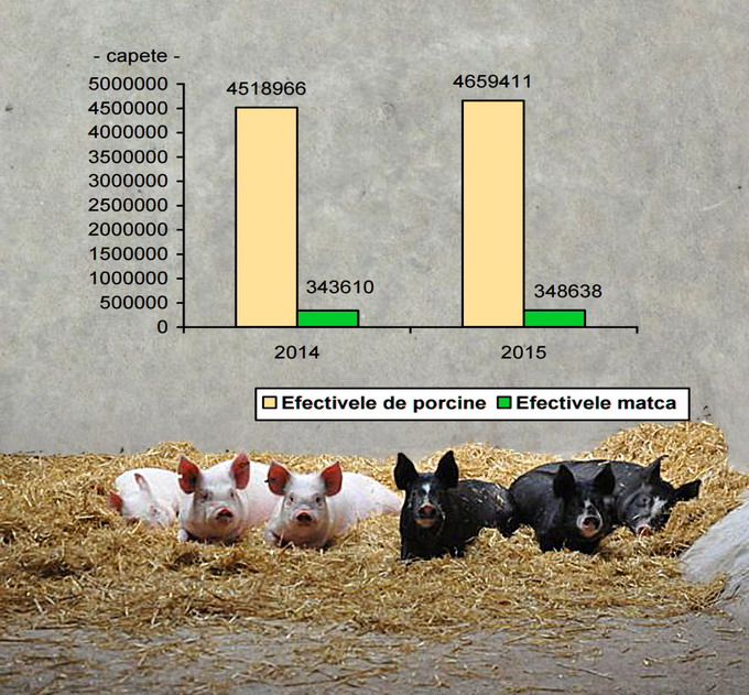 Efective de porcine 2015