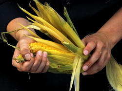 Furturile de sezon: Ce trebuie sa faceti pentru a nu deveni victimele hotilor de produse agricole de pe camp?