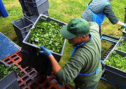 Locuri de munca agricultura 2015