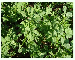 MustardBracoWhiteBorder