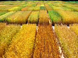 Seminte de cereale de calitate superioara pentru campania de toamna 2015 oferite de institute/statiuni de cercetare