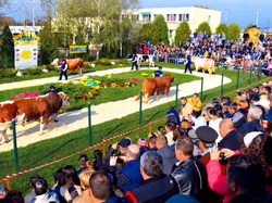 Parada Taurilor SEMTEST-BVN, editia a XIV-a, 2015