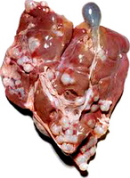 Parazitoze intestinale - chistul hidatic la porci