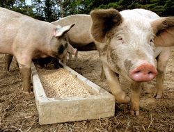 Parazitozele intestinale la porci