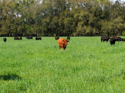 Prelungire perioada amenajamente pastorale