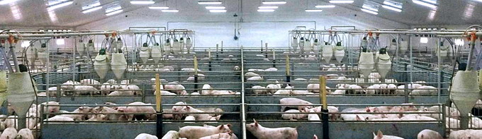 Premium Porc Group Ferma Sibioara Constanta