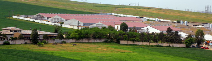 Premium Porc Group ferma de porcine Sibioara