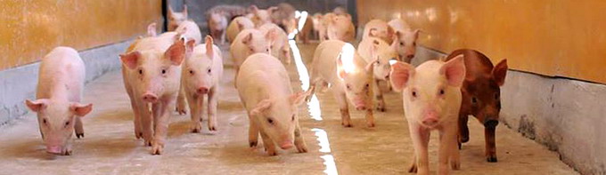 Premium Porc Group purcei