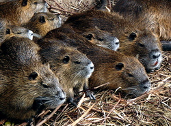 Reproductia nutriilor