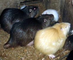 Reproductia nutriilor