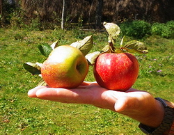 Targul PARG - Sarbatoarea Fructelor Traditionale Dumbraveni