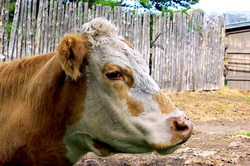 Update: Situatia “Bolii limbii albastre” (Bluetongue) in exploatatiile non-comerciale din jud. Botosani