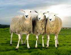 clonarea animalelor de ferma