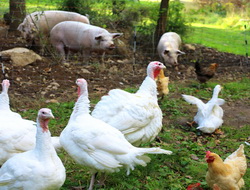 Idei de furajare ecologica pentru crescatorii de porci si pasari de curte