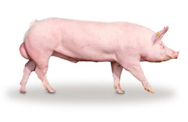 material genetic porcine