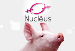 Genetica de varf franceza, disponibila acum si pentru crescatori de porci din Romania