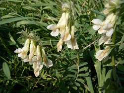 Soiul de mazariche Aneto