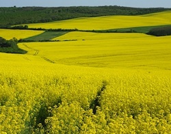 Avantajele cultivarii rapitei pentru ulei