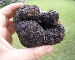 Specii de trufe din Romania