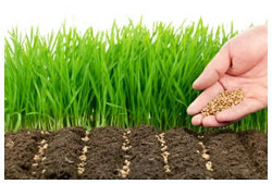 Cantitatea de samanta de grau in functie de conditiile de semanat si soi