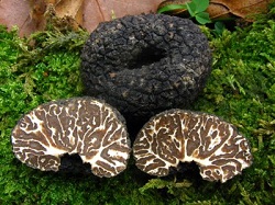 6Tuber-mesentericum-27a