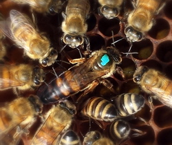 Albine si albinarit - Iernarea matcilor de rezerva