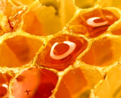 Modul de alocare a sprijinului financiar din Programul National Apicol pentru anul 2015