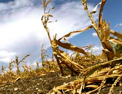 55.000 hectare de porumb, plante tehnice, pasuni si fanete au fost afectate de canicula in judetul Bihor