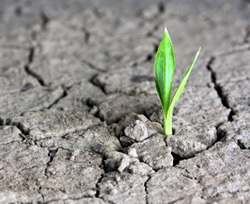 Conditiile de accesare, culturile si sumele despagubite pentru seceta din aprilie-septembrie 2015