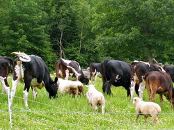 Bihor: Dezbateri la nivel inalt cu crescatorii de animale privind pasunatul si utilizarea pasunilor