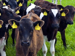 Export material genetic bovin si embrioni bovini China