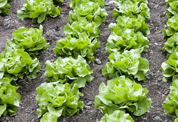 Cum obtinem salata de calitate