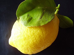 Lamaia ”CITRON DE MENTON”