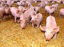 Porcine - Candidoza la purceii si porcii tineri