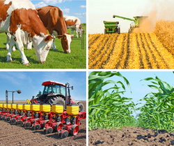 Perspectivele pe termen scurt pentru culturile agricole, lactate si carne in UE – Toamna 2015