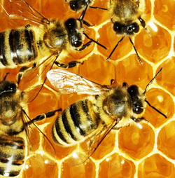 Sprijinul financiar acordat sectorului apicol prin Programul National Apicol