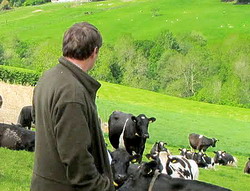 Subventii vaci - Sprijin cuplat bovine