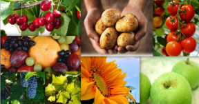 Calendarul agrar si pastoral al toamnei