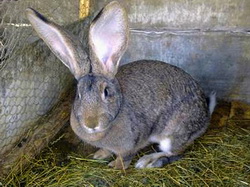 Boli cu incidenta redusa la iepuri