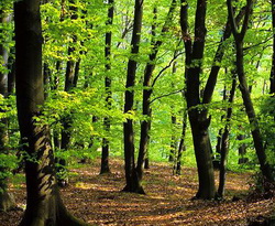 START la inscrierea in campania de impadurire din 14 noiembrie 2015